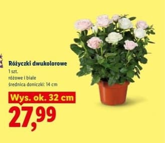różyczki dwukolorowe