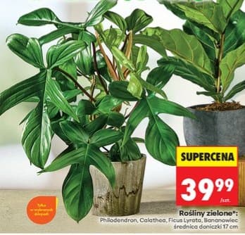 rośliny zielone