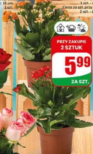 kalanchoe