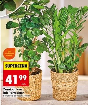 zamioculcas lub polyscias
