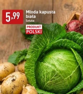 młoda kapusta biała