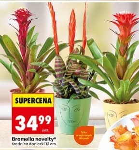 bromelia novelty