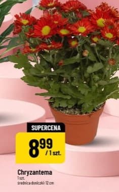 chryzantema