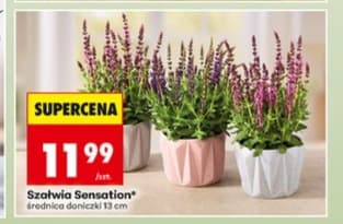 szałwia Sensation