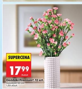 goździki premium