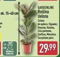 roślina zielona