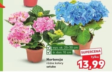 hortensja
