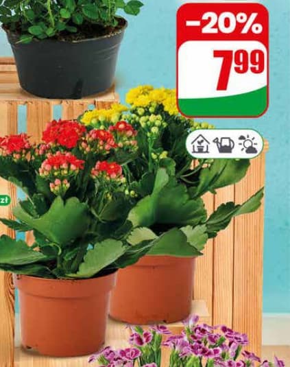 kalanchoe