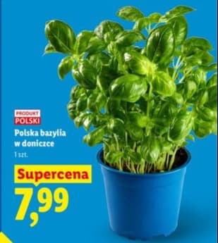 bazylia w doniczce