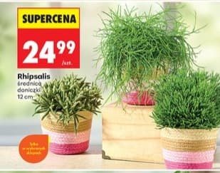 Rhipsalis