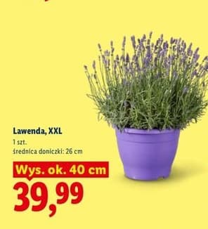 lawenda XXL
