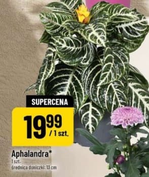 aphalandra