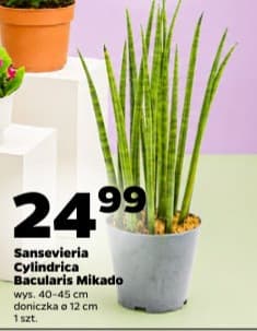 sansevieria cylindrica bacularis mikado