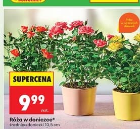róża w doniczce