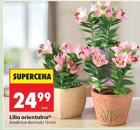lilia orientalna