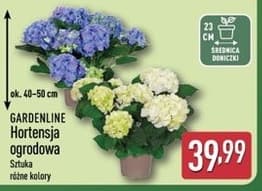 hortensja ogrodowa