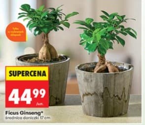 Ficus Ginseng