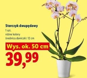 storczyk dwupędowy