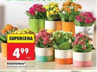 Kalanchoe