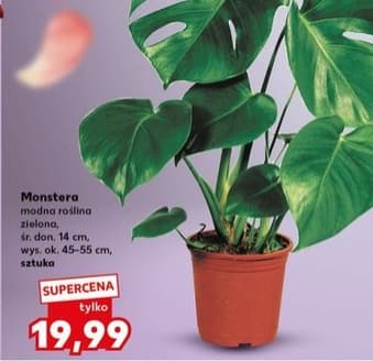 monstera modna roślina