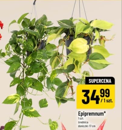 Epipremnum