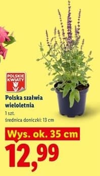 szałwia wieloletnia