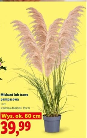 miskant lub trawa pampasowa