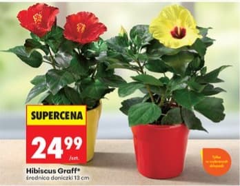 Hibiskus Graff