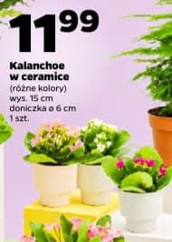 kalanchoe w ceramice