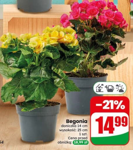 begonia