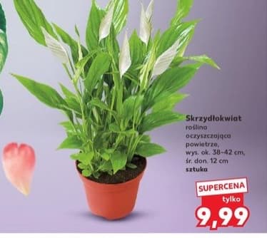 skrzydłokwiat
