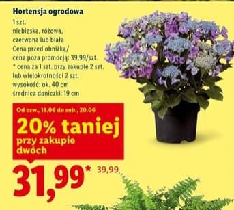 hortensja ogrodowa
