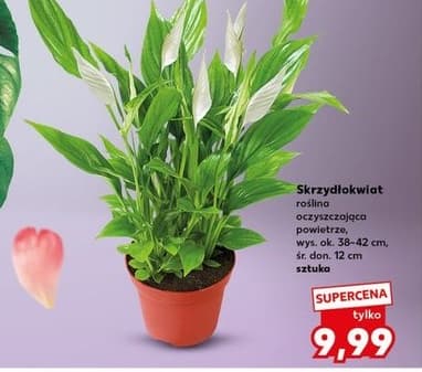 skrzydłokwiat roślina oczyszczająca powietrze