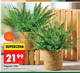 Paproć XXL
