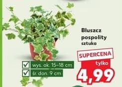 bluszcz pospolity
