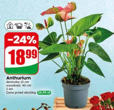 Anthurium