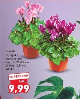 fiołek alpejski