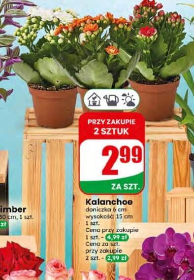 kalanchoe