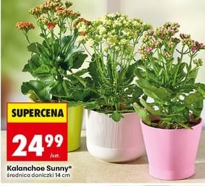 kalanchoe Sunny