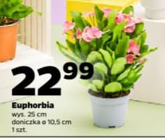 euphorbia