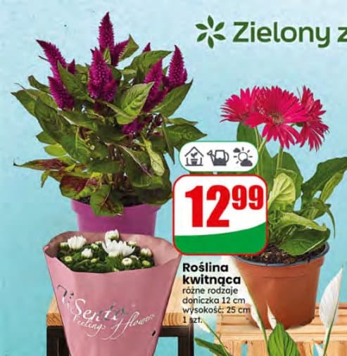 roślina kwitnąca