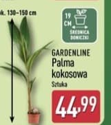 palma kokosowa