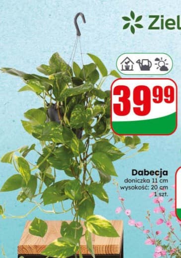 Scindapsus w wiszącej doniczce