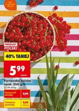porzeczka polska
