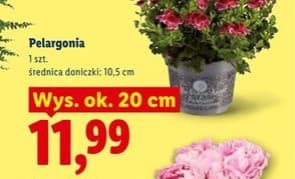 pelargonia