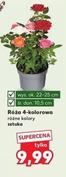 róża 4-kolorowa