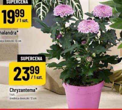 chryzantema