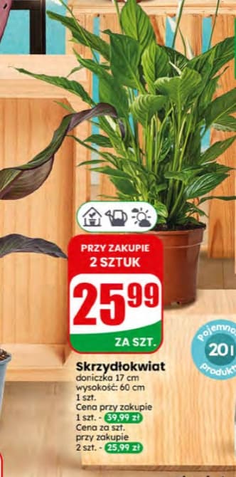 skrzydłokwiat