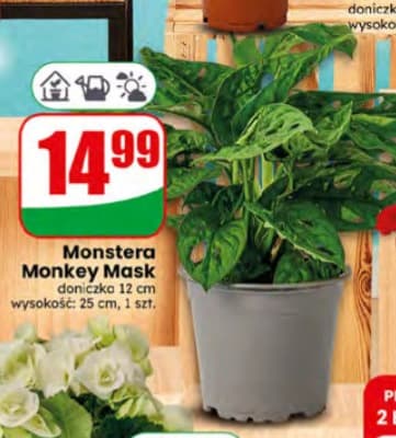 monstera Monkey Mask