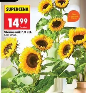 słoneczniki